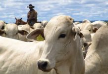 Colombia envía a Chile primer cargamento de carne de res criada 100 % con pastaje natural