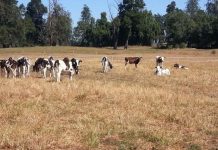 Solicitan decretar emergencia agrícola ante escasez hídrica en la Región de Los Ríos