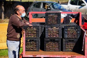 Viña Casa Klocker Prambs de Frutillar, histórica primera vendimia y vinificación de vinos espumantes.