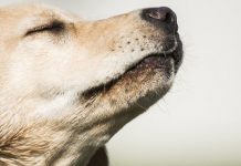 Los perros pueden detectar mejor el Covid-19 en humanos que un test rápido