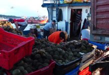 Guerra del erizo en ciernes: Pescadores de Aysén se oponen a las cuotas y a los buzos de Los Lagos