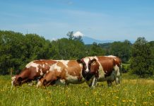 Chile Milk: el posicionamiento de la leche chilena en el mundo