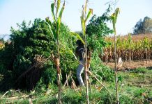 Gobierno se querella contra 49 personas de comunidades mapuche por tráfico de drogas