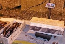 Incautan más de 3 toneladas de merluza del sur: Recurso está sobreexplotado