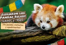 Conoce cómo apadrinar un animalito del Buin Zoo para mantener su cuidado en pandemia