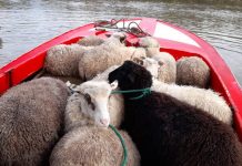 Rescatan ganado atrapado en inundaciones en San Pablo