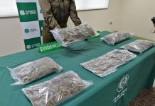 Tres hombres en prisión preventiva tras ser sorprendidos con casi seis kilos de marihuana en Purranque