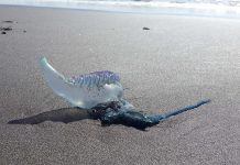 Armada confirmó hallazgo de la fragata portuguesa en la playa Arena Gruesa