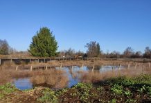 Autoridades y ambientalistas destacan el desafío de repensar las ciudades con los humedales urbanos