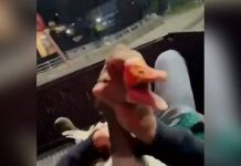 Fiscalía investiga insólito robo de un ganso desde centro comercial en Puerto Varas