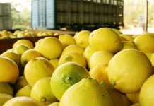 IPC de junio subió en un 0,1%: aumentó el precio del pollo y bajó el limón