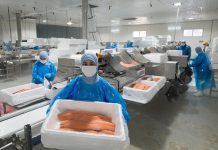 Cerca de 15 mil empleos directos ha generado la industria del salmón en la Región de Los Lagos