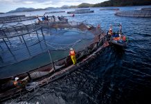 Salmonicultura se posiciona en la reactivación económica de la Región de Los Lagos