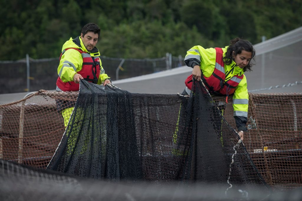 Cerca de 15 mil empleos directos ha generado la industria del salmón en la Región de Los Lagos