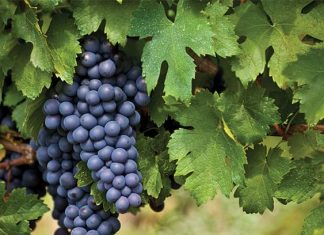 Ministerio de Agricultura reactiva Comisión Nacional de la Vitivinicultura tras dos años de inactividad