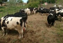 Vecina del sector u55 km 6 alerta sobre perros abandonados que atacan a animales de la zona