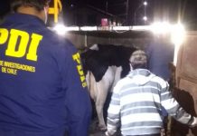 Abigeato: Causas bajaron desde la pandemia, pero van al alza tras libertad de movilidad