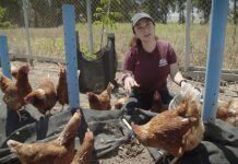 Con “Gallinas libres, solteras y felices” debuta serie de INDAP “Agente de Cambio”.