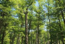 Podcast Campo al Día: Work Schop virtual “Experiencias y avances sobre paisaje cultural”, organiza SNF