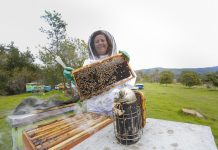 Pandemia aumentó consumo de miel entre los chilenos: 700 gramos per cápita al año