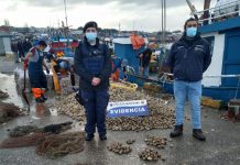 Incautan cerca de 2 toneladas de recursos marinos en Quellón