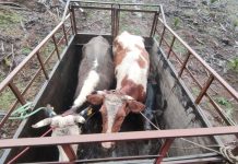 Recuperan animales tras dos abigeatos en la provincia de Osorno