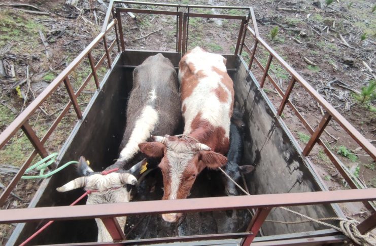 Recuperan animales tras dos abigeatos en la provincia de Osorno