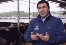 Podcast Campo al Día: Facultad de Ciencias Veterinarias de la UACH dictará un diplomado en desarrollo ganadero.