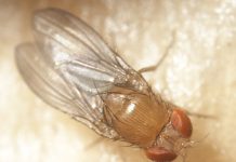 Capacitan en control y manejo integrado de la mosca de alas manchadas.