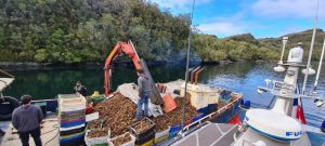 Incautan 55 toneladas de erizos extraídos ilegalmente por pescadores de Los Lagos en Aysén