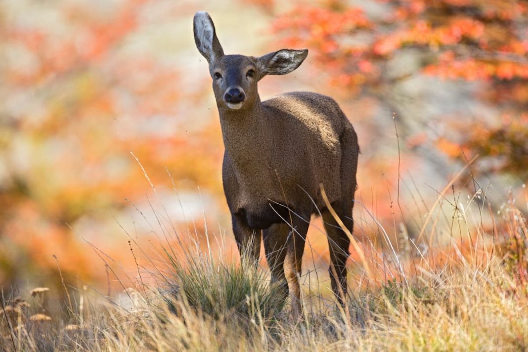 hernan_povedano_wildlife_pnp_hipbis009 (1) (1)