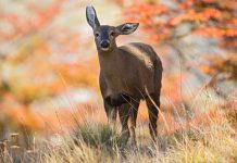 Corfo y Sernatur organizan evento internacional para posicionar la Ruta de los Parques de la Patagonia