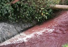 Alerta medioambiental en Quellón por vertimiento de líquido rojo en el río Matadero