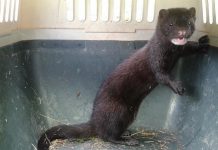 El SAG inició en Maullín nueva etapa de control y erradicación del visón