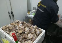 Sernapesca incauta más de 2 mil locos ocultos en auto particular que cruzaba desde Chiloé