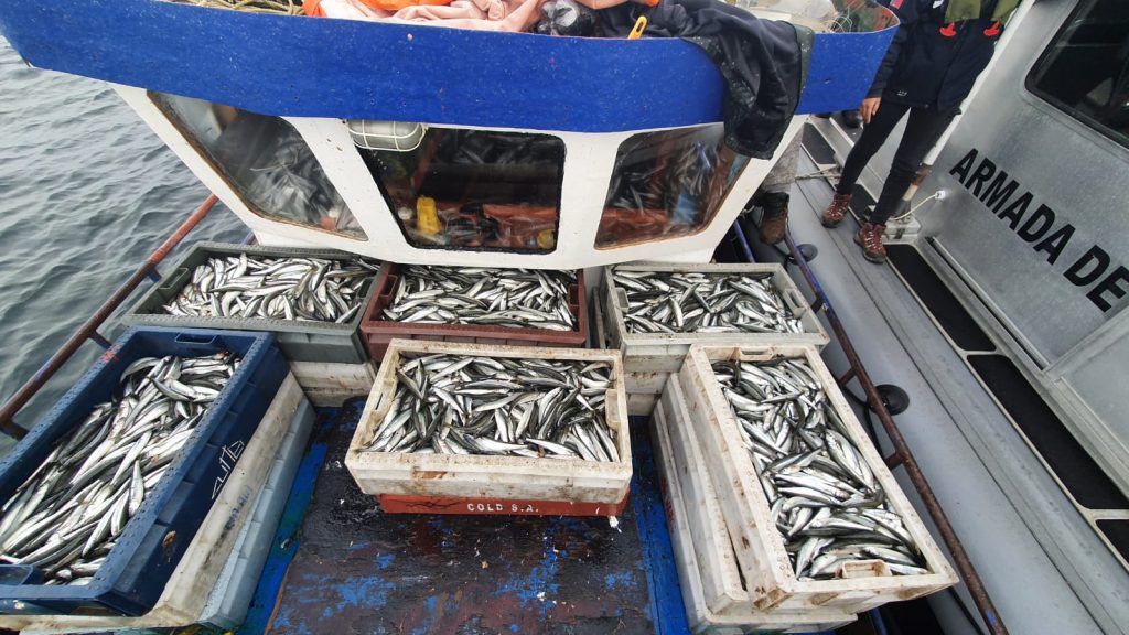Sernapesca detecta más de 9 toneladas de recursos ilegales tras fiscalizaciones en distintos puntos de la región de Los Lagos