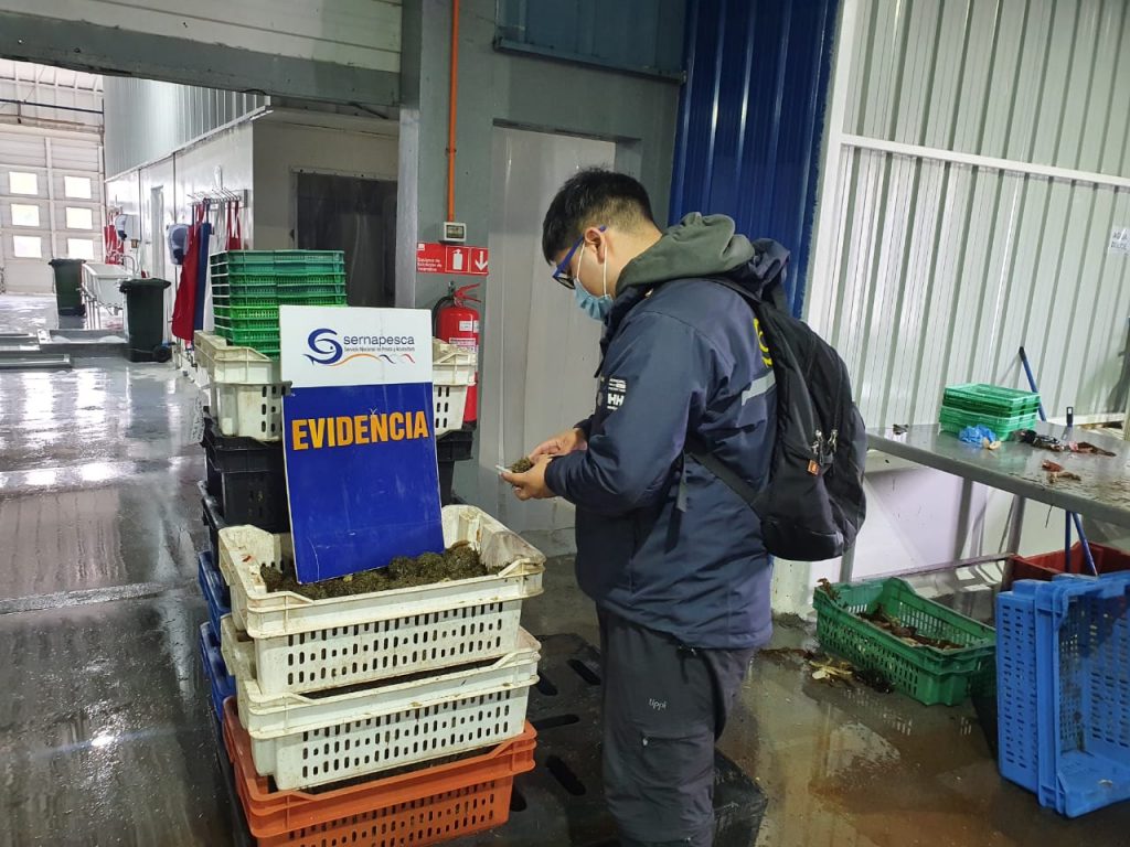 Sernapesca detecta más de 9 toneladas de recursos ilegales tras fiscalizaciones en distintos puntos de la región de Los Lagos