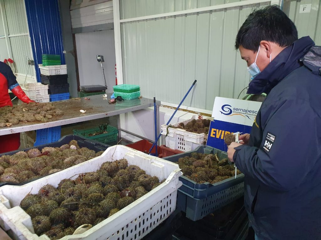 Sernapesca detecta más de 9 toneladas de recursos ilegales tras fiscalizaciones en distintos puntos de la región de Los Lagos