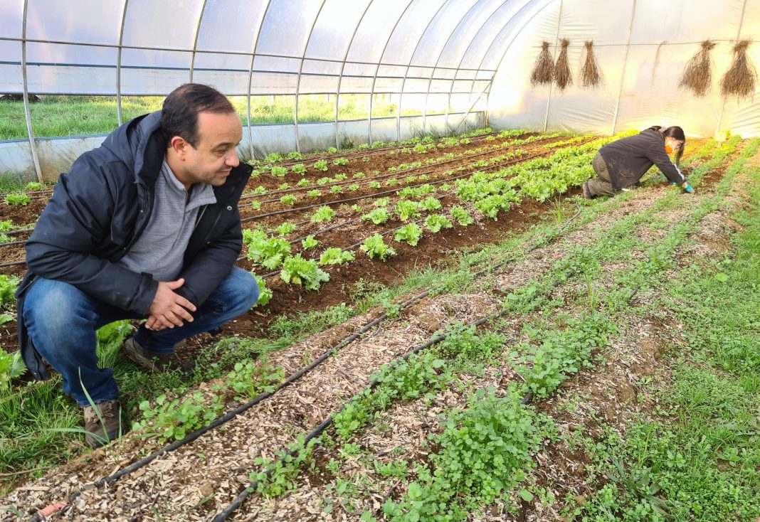 Uso de Mulch Vegetal para Cultivo de Hortalizas - IPAAM (2)