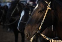 Encuentran artefacto explosivo en la Medialuna Los Valientes de Nos