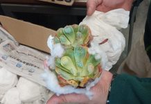 SAG detecta mayor ingreso al país de plantas escondidas en encomiendas, de juguetes o libros.