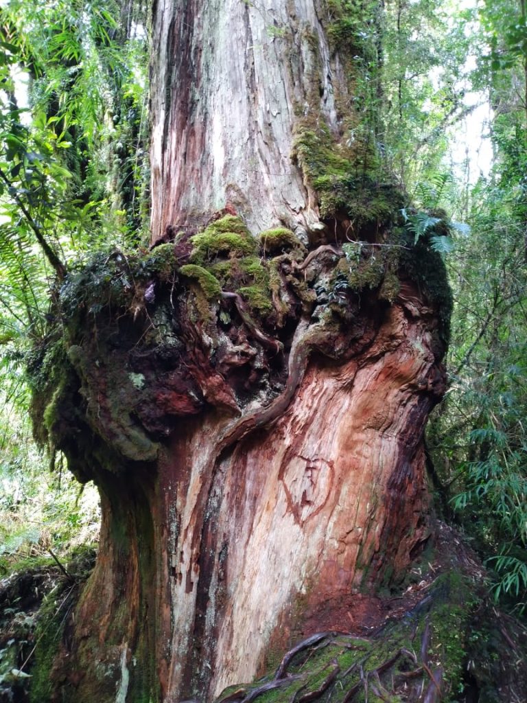 Rechazan tallado en milenario alerce del Parque Nacional Pumalín Douglas Tompkins