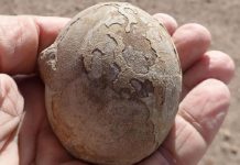 Hallazgo en la Patagonia Argentina: encontraron más de 100 huevos de dinosaurios con embriones