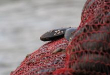 Avanza proyecto que aumenta sanciones para quienes extraen, apozan y comercializan productos con Marea Roja