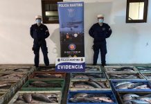 Capitanía de Puerto de Quellón efectuó procedimiento por más de 9 toneladas de salmón robado