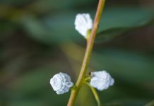 Viveros AGROMEN: Abasteciendo al país de plantas para cultivos forestales.