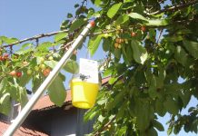 SAG Los Lagos inicia instalación de trampas para plagas en frutales