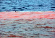 Cierran una zona de extracción de productos del mar en la región por presencia de marea roja