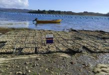 Sernapesca descubre apozamiento ilegal en centro de cultivo de ostras en Ancud