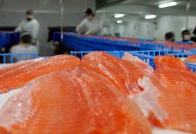 SalmonChile: Más de 10 millones de personas consumen al día salmón nacional